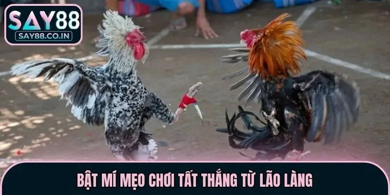 Bật mí mẹo chơi tất thắng từ lão làng