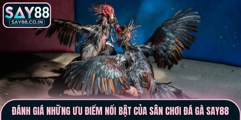 Đánh giá những ưu điểm nổi bật của sân chơi đá gà Say88