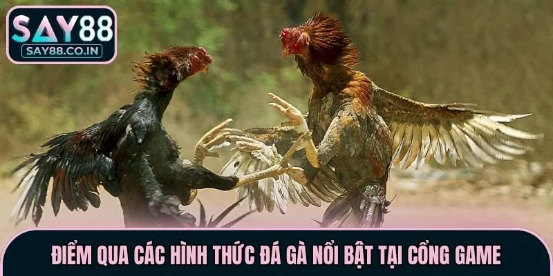 Điểm qua các hình thức đá gà nổi bật tại cổng game