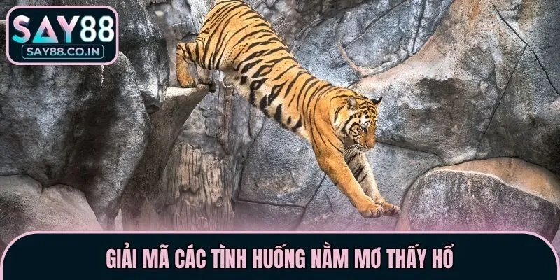 Giải mã các tình huống nằm mơ thấy Hổ