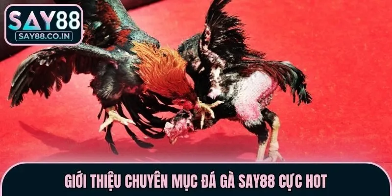 Giới thiệu chuyên mục đá gà Say88 cực hot