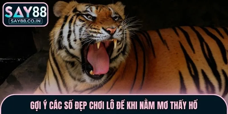 Gợi ý các số đẹp chơi lô đề khi nằm mơ thấy Hổ