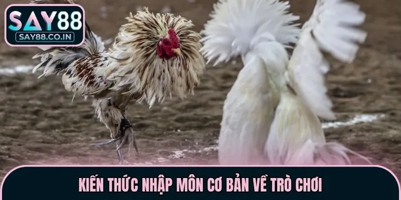 Kiến thức nhập môn cơ bản về trò chơi
