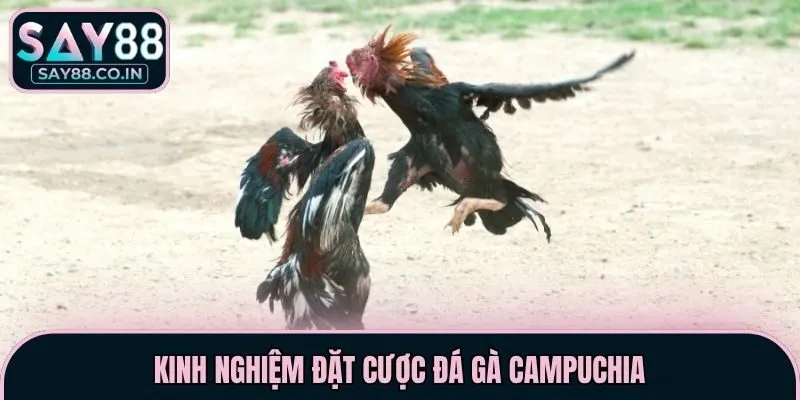 Kinh nghiệm đặt cược đá gà Campuchia