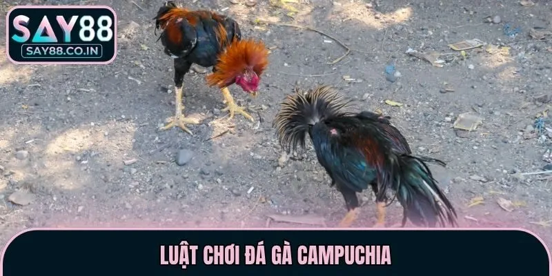Luật chơi đá gà Campuchia