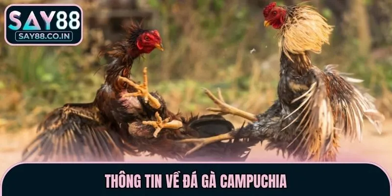 Thông tin về đá gà Campuchia