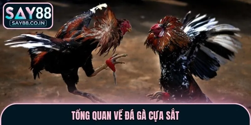 Tổng quan về đá gà cựa sắt